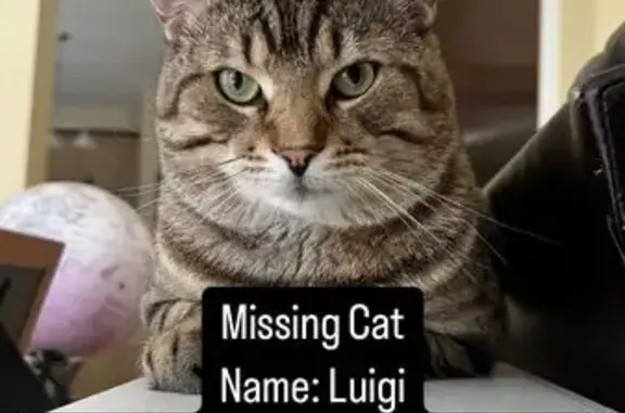 Help Find Luigi: Grey Tabby Missing