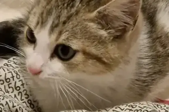 Chat trouvé Orthez, photo: Chaton trouvé chemin de Hour, Orthez