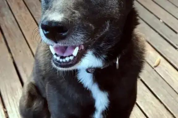 Help Find Pepper: Lost Black Kelpie-Foxy