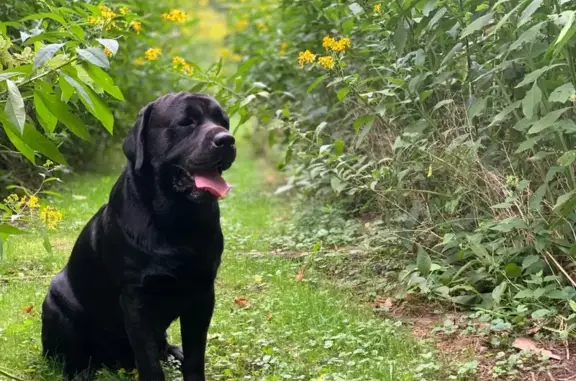 Lost Black Lab: Friendly 100lb...