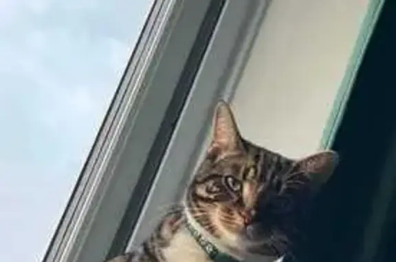 Tabby cat with white paws , a white spot on his nose and at the end of his tail white fur