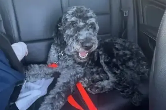 Lost Goldendoodle: Black, Grey & White