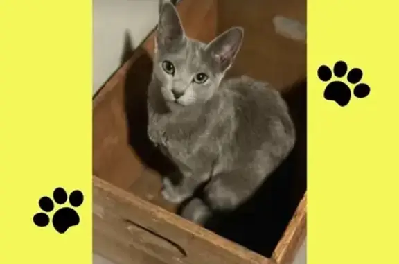 Help Find Our Lost Grey Kitten!