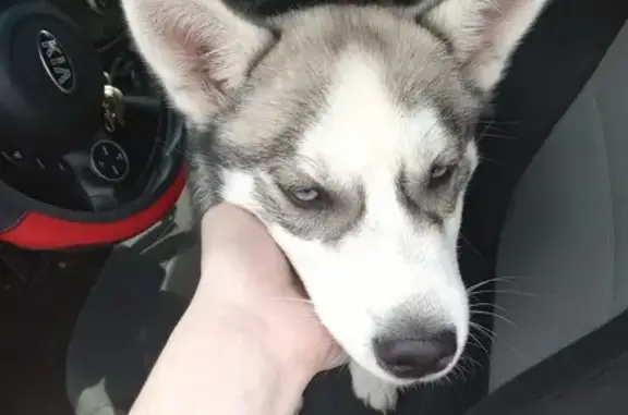 Lost Male Husky: Blue-Eyed Beauty