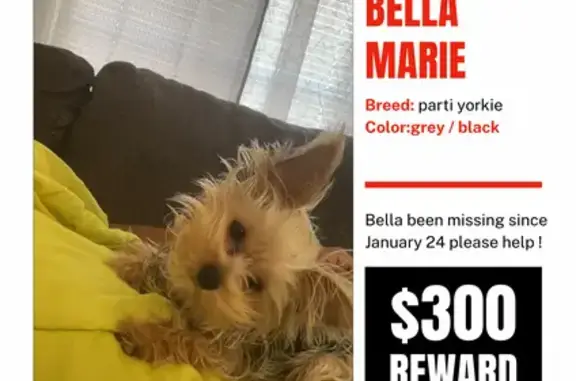 Lost Parti Yorkie Bella in San Antonio