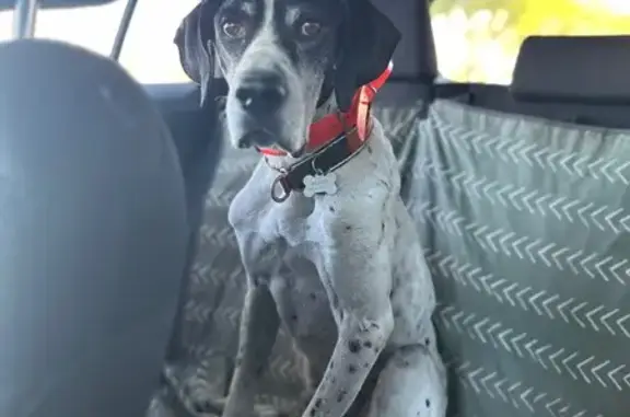 Lost: Black & White Pointer in SLC