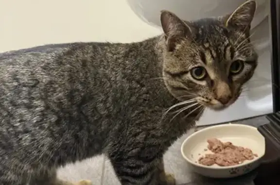 Friendly Lost Tabby Found in O...