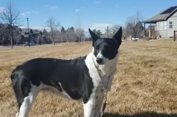 Missing: Black & White Border Collie