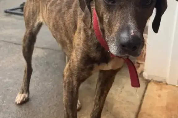 Found Male Brindle Dog, Red Co...