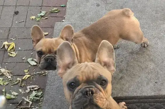 Help Find Elphie & Glinda: Lost Frenchies