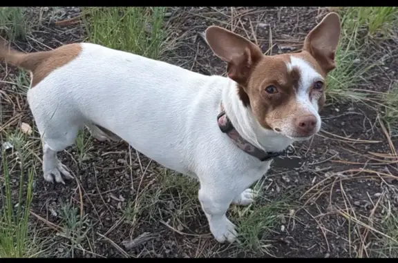 Lost Rat Terrier in Glenallen, MO