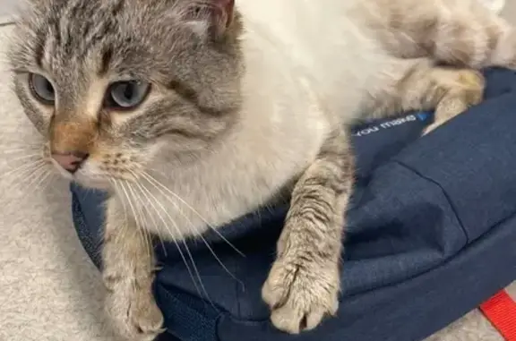 Animaux trouvés Léognan, photo: Chatte sociable trouvée à Léognan