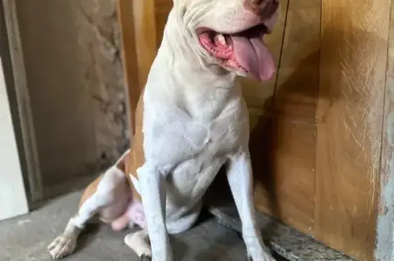 Pitbull dócil encontrado em São Paulo!