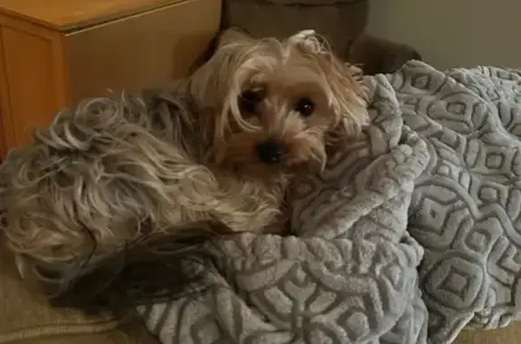 Missing: Tiny Yorkshire Terrier 'Teddy'