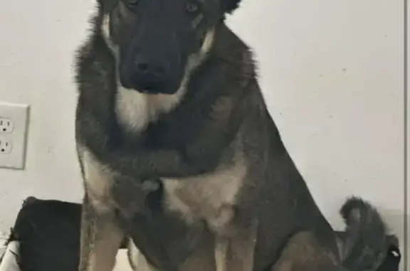 Help Find Tank: Missing German Shepherd