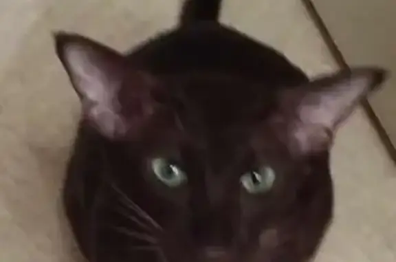 Animaux perdus Chatou, photo: Chat siamois perdu à Chatou