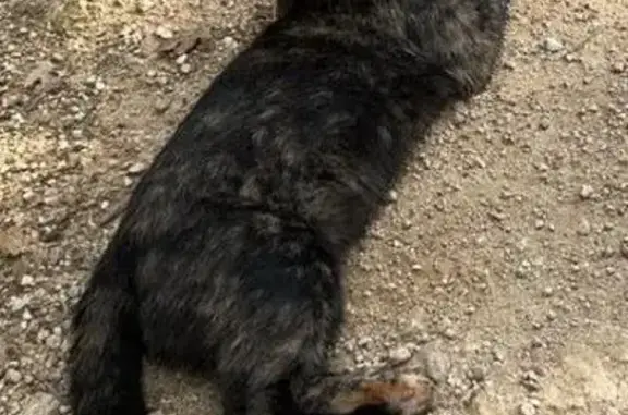 Chat perdu, , photo: Chatte écaille perdue, patte blanche, Chazal Sud