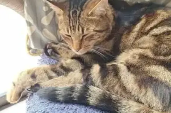 Grand chat mâle tigré perdu à Onet-le-Château - photo