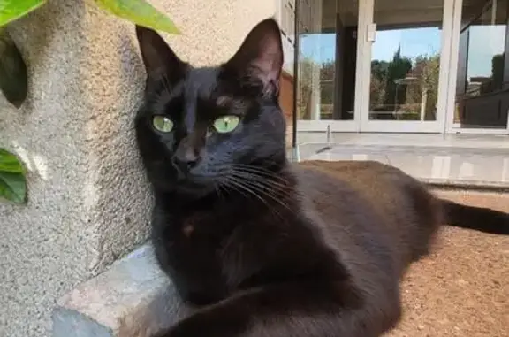 Animaux perdus Saint-Jean, photo: Chatte noire disparue à Saint-Jean