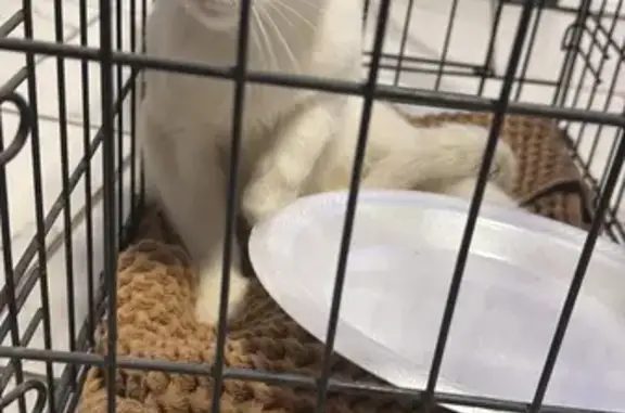 Unique Deaf Cat Found in Columbus, OH