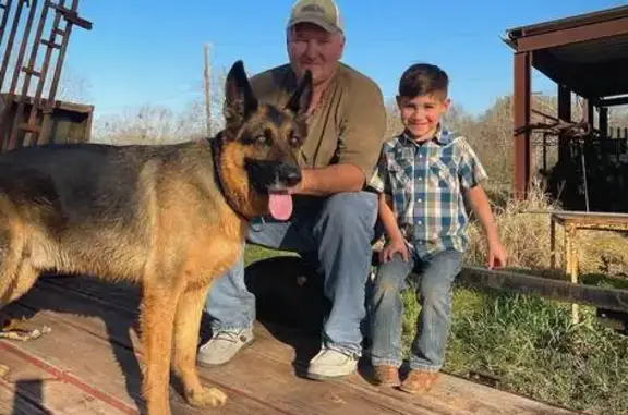 Lost Male German Shepherd on US 181, TX