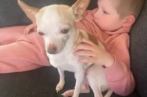 Lost Chihuahua: Help Find Allie!