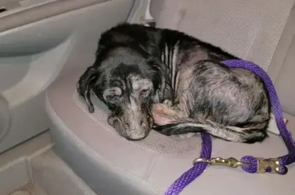 Lost Male Dog Found: Black/Brown, Needs Help