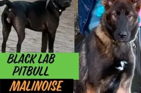 Lost Dogs: Malinoise & Lab-Pit Mix