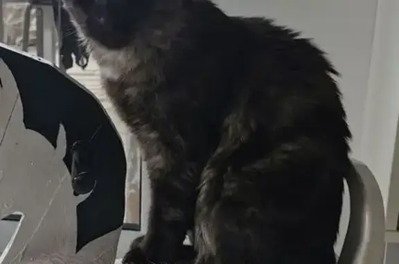 Chat noir perdu, 9 mois, Layrac - photo