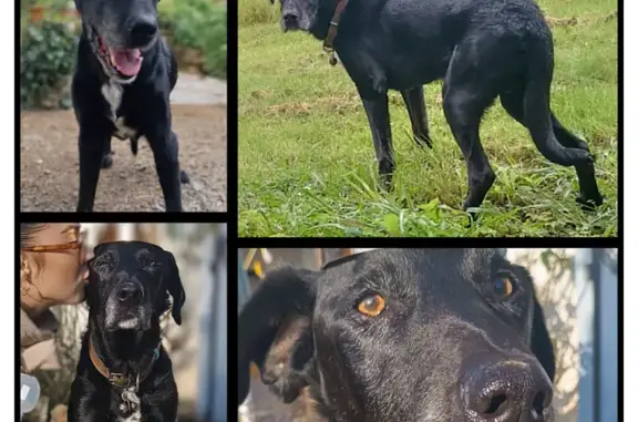 Chien perdu , photo : Chien noir 15 ans perdu à Auzay