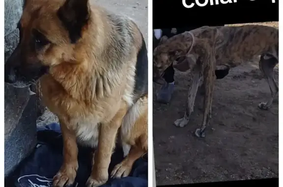 Perros Perdidos en Plaza Prim, Polán