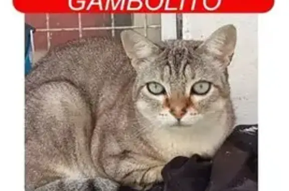 ¡Gato Marrón Perdido en Plaza San Agustín!