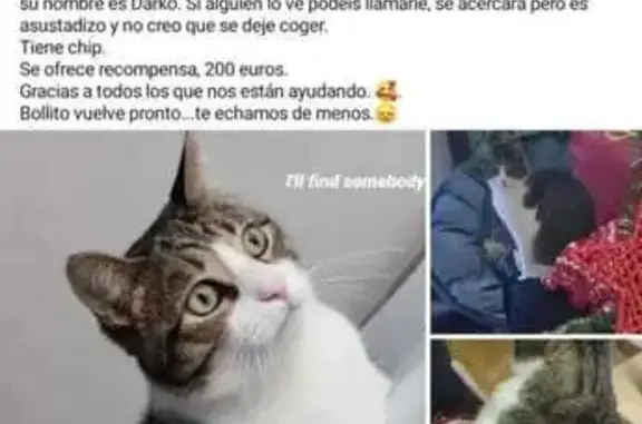 ¡Ayuda a encontrar a Darko, gato perdido!