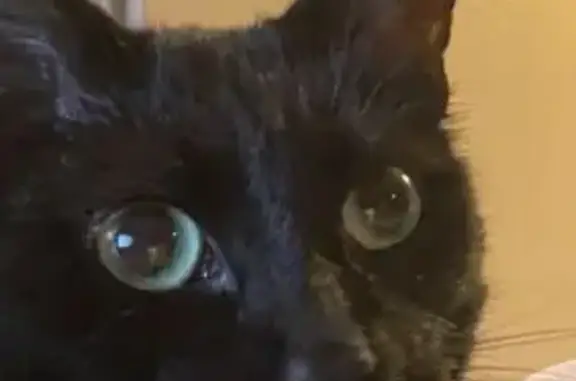 Lost Black Cat: Green Eyes, Clipped Ear