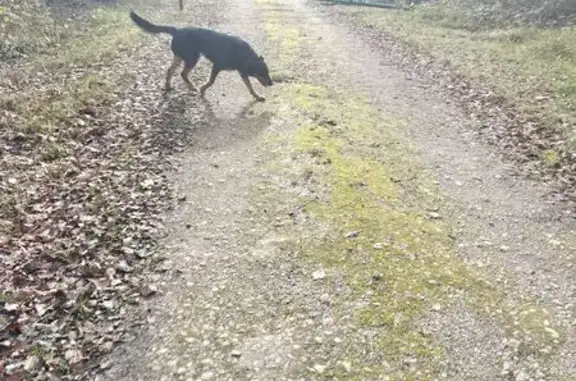 Beauceron mâle perdu à Gond-Pontouvre - photo