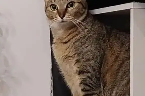 Animaux perdus Mérignac, photo: Chatte tigrée disparue à Mérignac