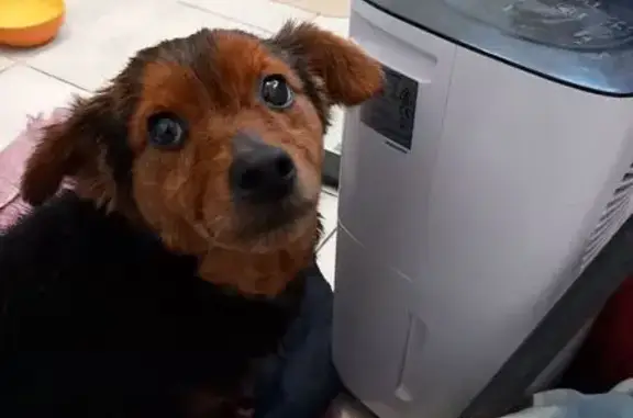 Chienne croisée trouvée à Écommoy - photo