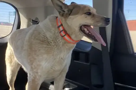 Found: Sweet Blue Heeler Mix in Denver