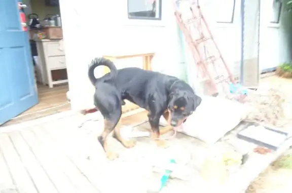 Friendly Male Rottweiler Found...