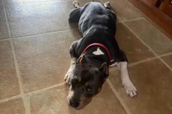 Missing Tri-Color Bully in Richmond