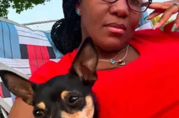 Lost Chihuahua 'Rilee' in Muskegon