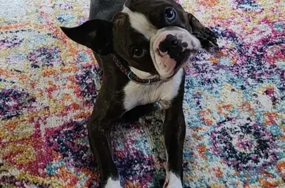 Lost Boston Terrier: Unique Eyes, Green Hoodie