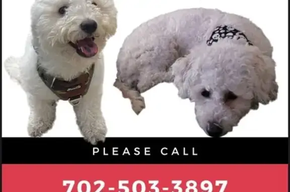 Lost Bichon Poodle: Spot on Tongue!