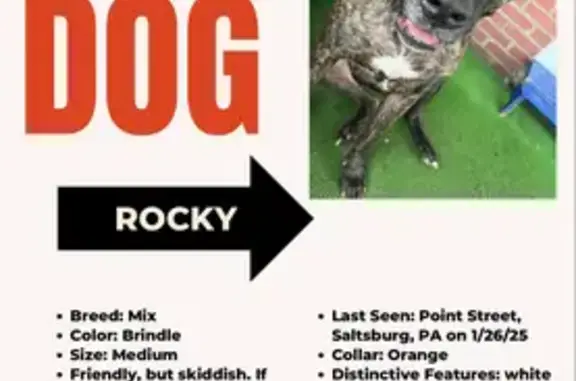 Lost Brindle Pitbull Mix: Rocky in Saltsburg