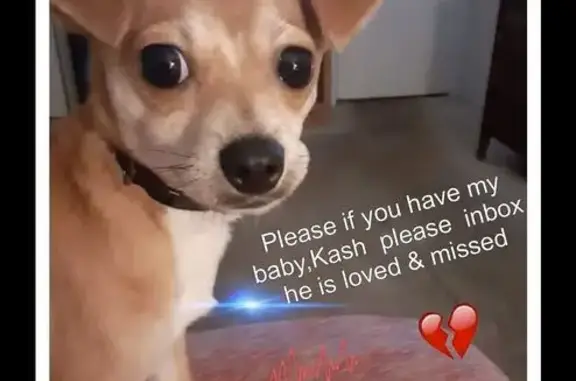 Help Find Kash: Missing Support Chihuahua