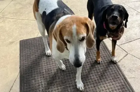 Missing: Friendly Tri-Color Hound Benny