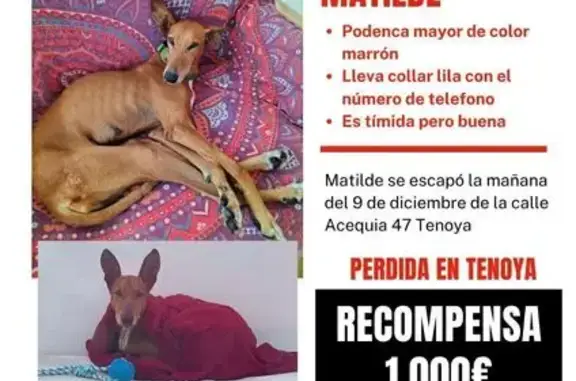 Perra Podenco Canario perdida en Las Palmas