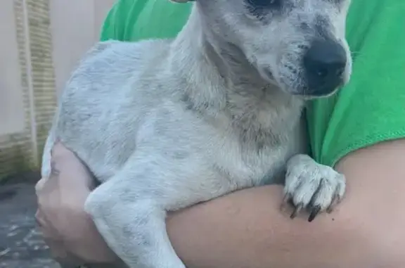 Found: White Dog with Black Spots, Little Rock