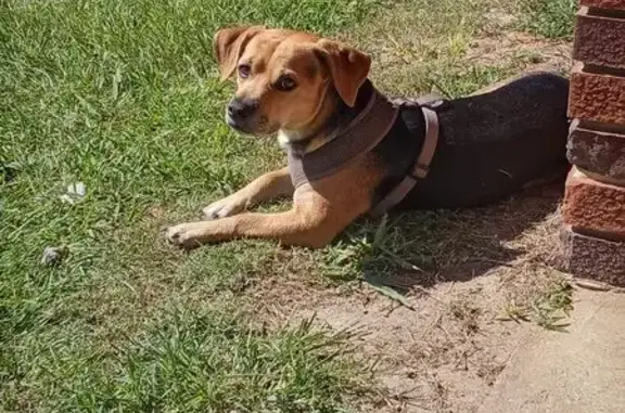 Lost Beagle Mix: Wreckless in Funston