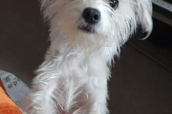 Lost Docile Cairn Terrier Mix in Phoenix